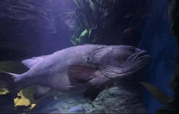 达道宝 上海海洋水族馆元老级石斑鱼离世